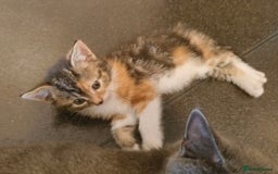 British Shorthair cats for sale: 4 Half British short hair girls  - Image 4