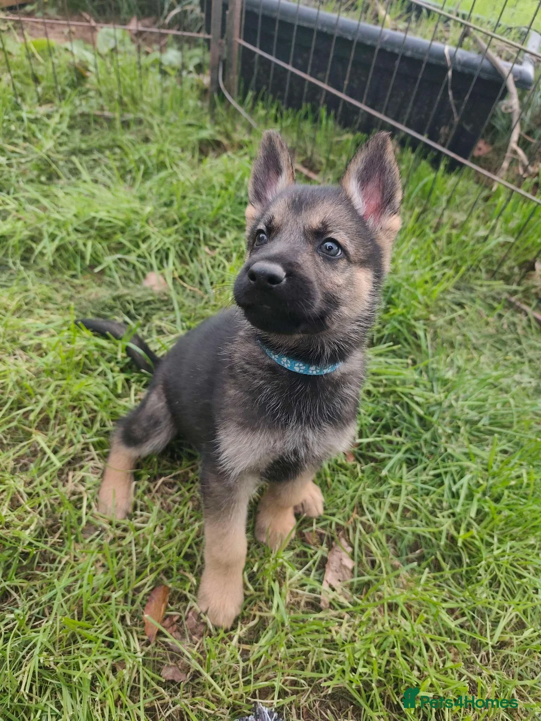 Mixed Breed dogs for sale: German Shepherd x Husky/Northern Inuit Puppies - Advert 2