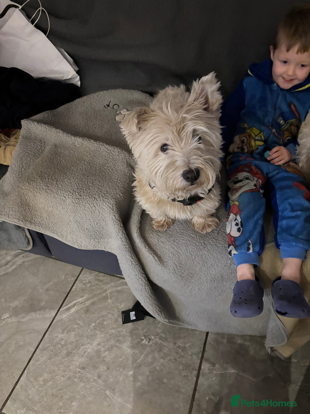 West Highland Terrier dogs for sale: KC reg west highland pups for sale  - Advert 10