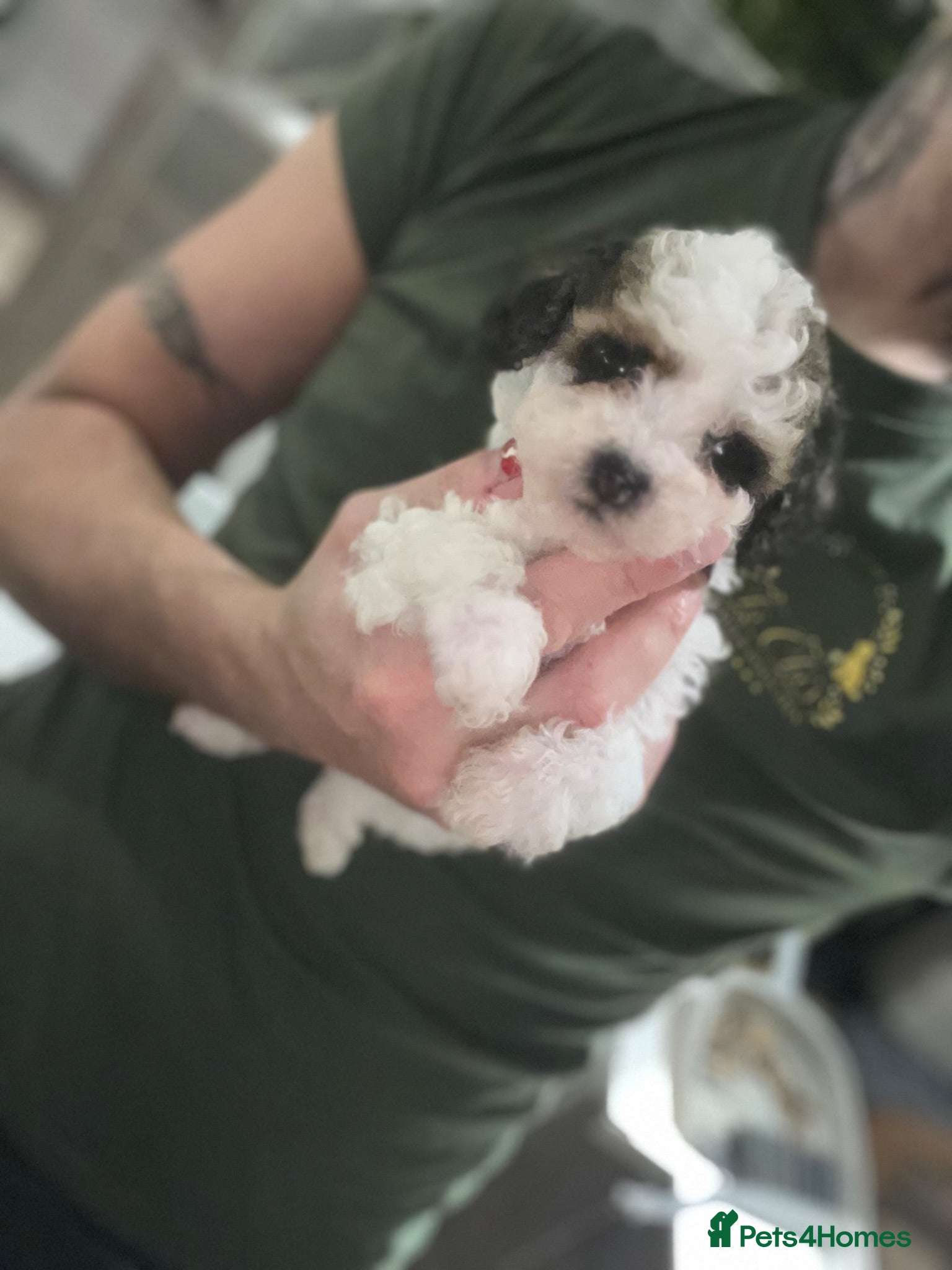 Cavapoo dogs 5 star rated ⭐️⭐️⭐️⭐️⭐️ TOY cavapoo puppies  - Advert 1