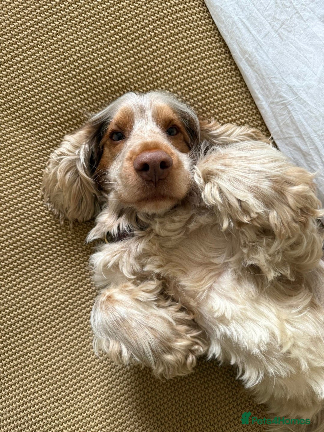 Cocker Spaniel dogs for stud: KC Registered 3rd Gen Pedigree Show Type Cocker - Image 2
