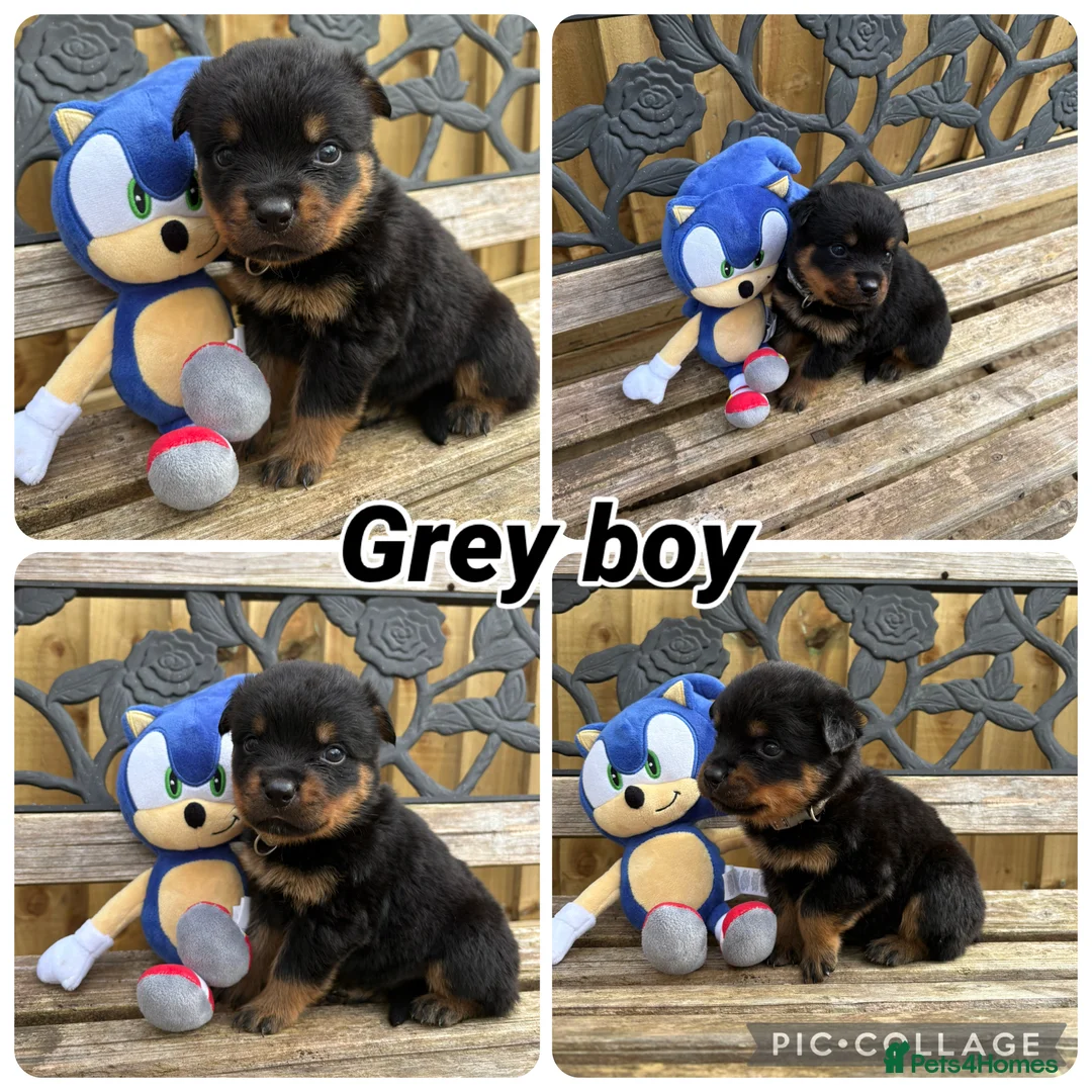 Rottweiler dogs for sale: Quality KC Rottweiler puppies 🐶  - Advert 10