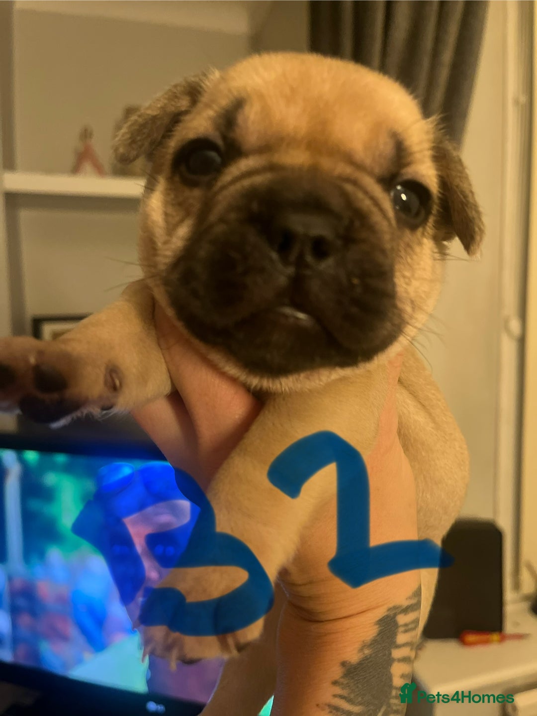 French Bulldog dogs for sale: Beautiful French bulldog puppies  - Advert 4