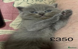 Himalayan cats for sale: 3 kittens Himalayan x Scottish fold Ready now - Image 30