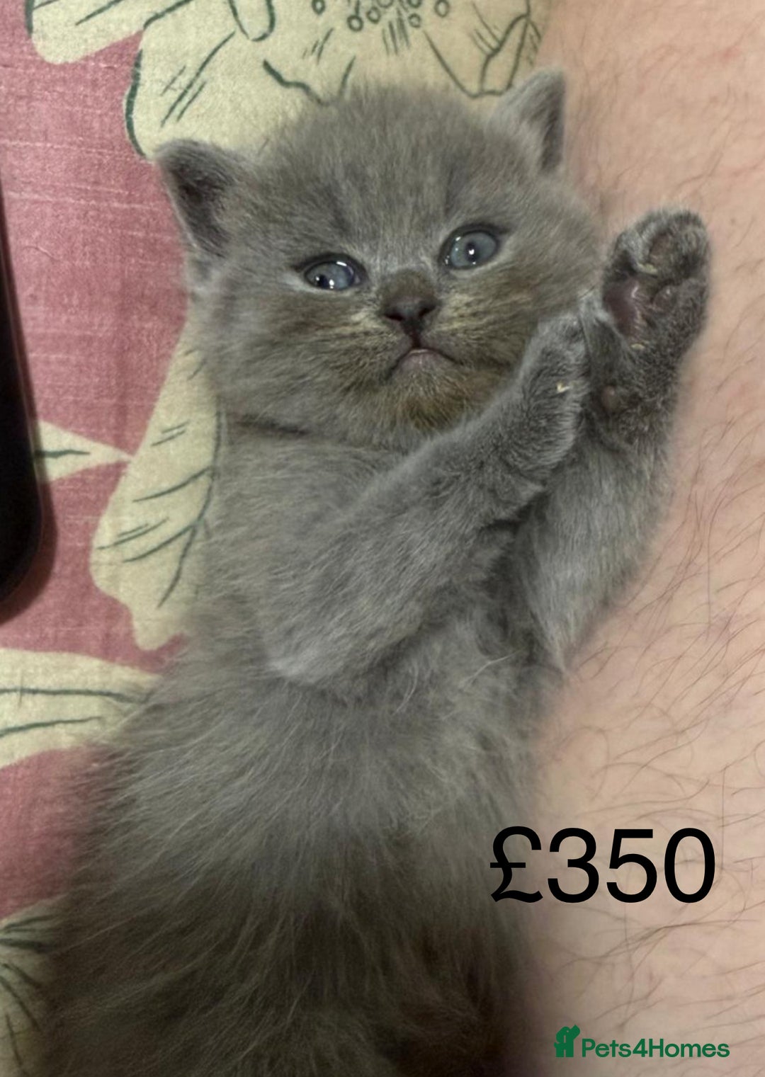 Himalayan cats for sale: 3 kittens Himalayan x Scottish fold Ready now - Image 30