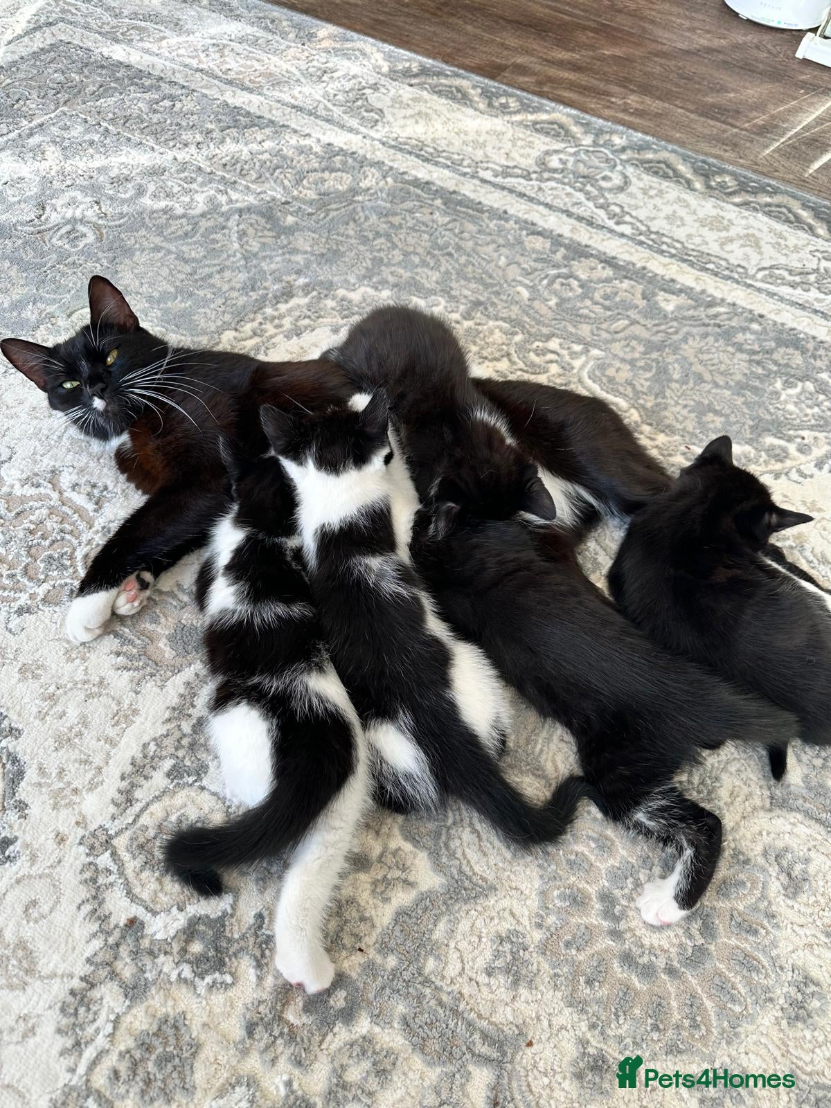 Mixed Breed cats 5 beautiful kittens  - Advert 1