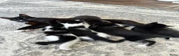 Mixed Breed cats for sale: 5 beautiful kittens  - Advert 1
