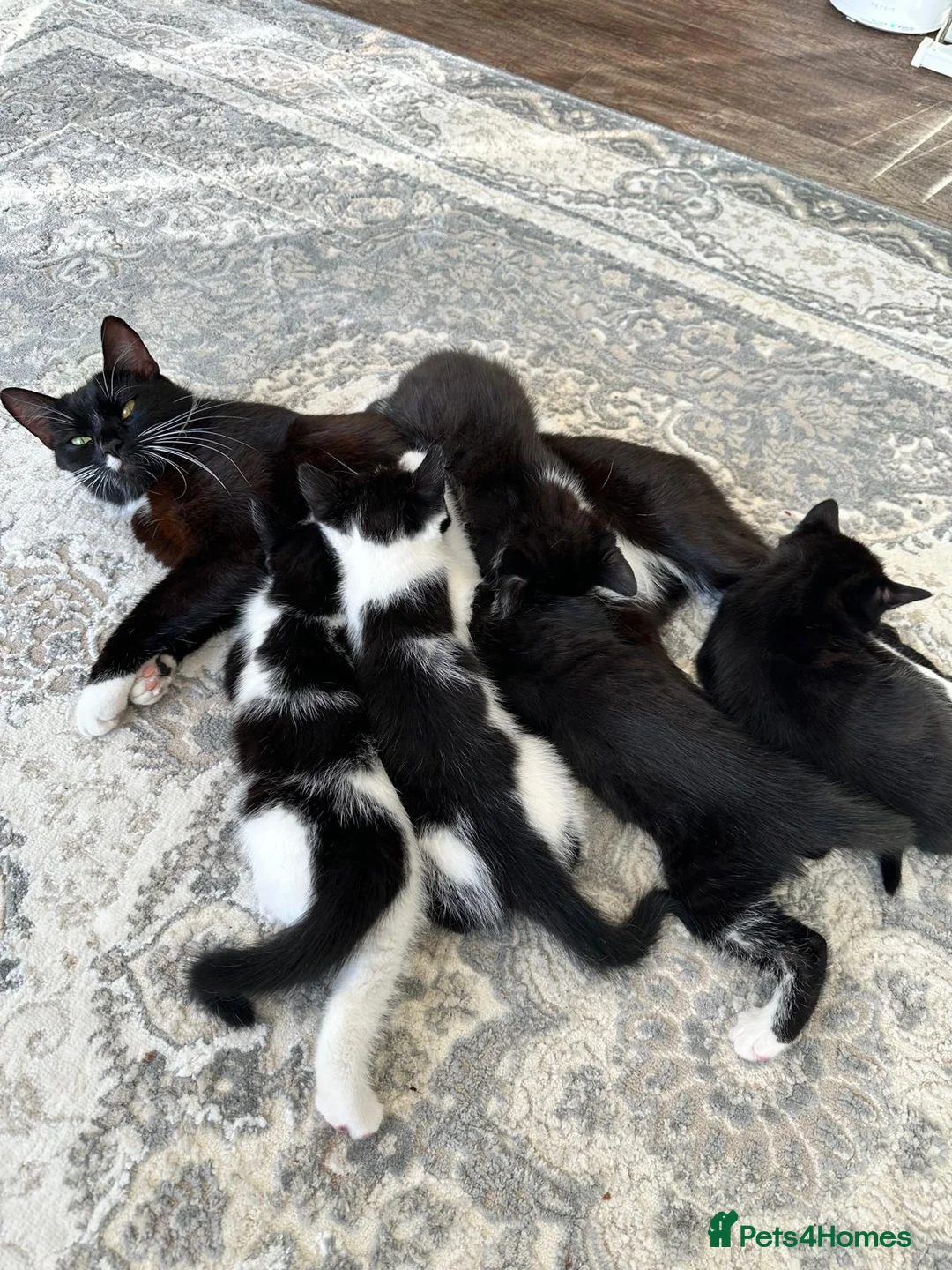 Mixed Breed cats for sale: 5 beautiful kittens  - Advert 1