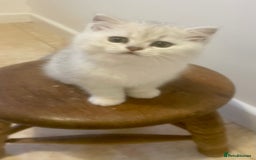 British Shorthair cats for sale: Beautiful Black Tipped BSH kittens - Image 2