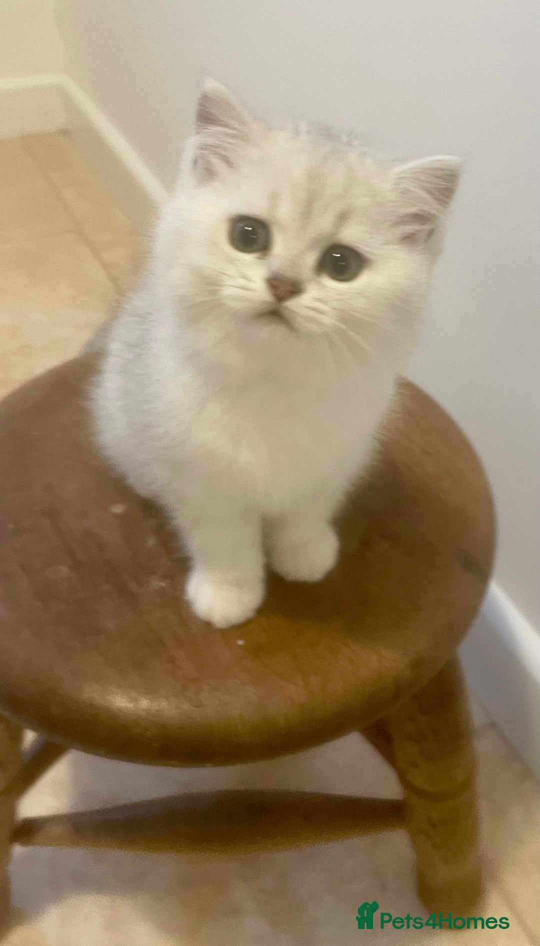 British Shorthair cats for sale: Beautiful Black Tipped BSH kittens - Image 2