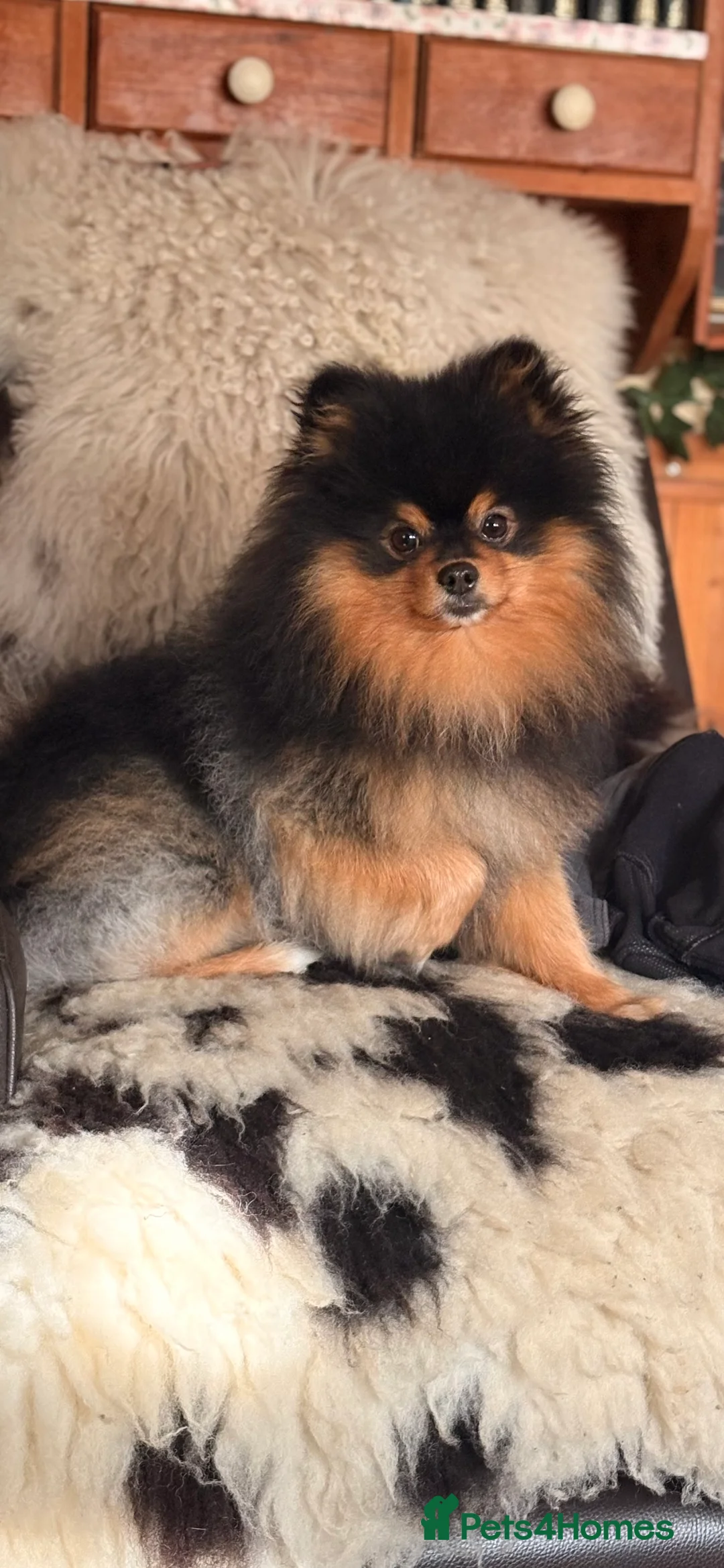 Pomeranian dogs for sale: Beautiful Black and Tan Male - Advert 3