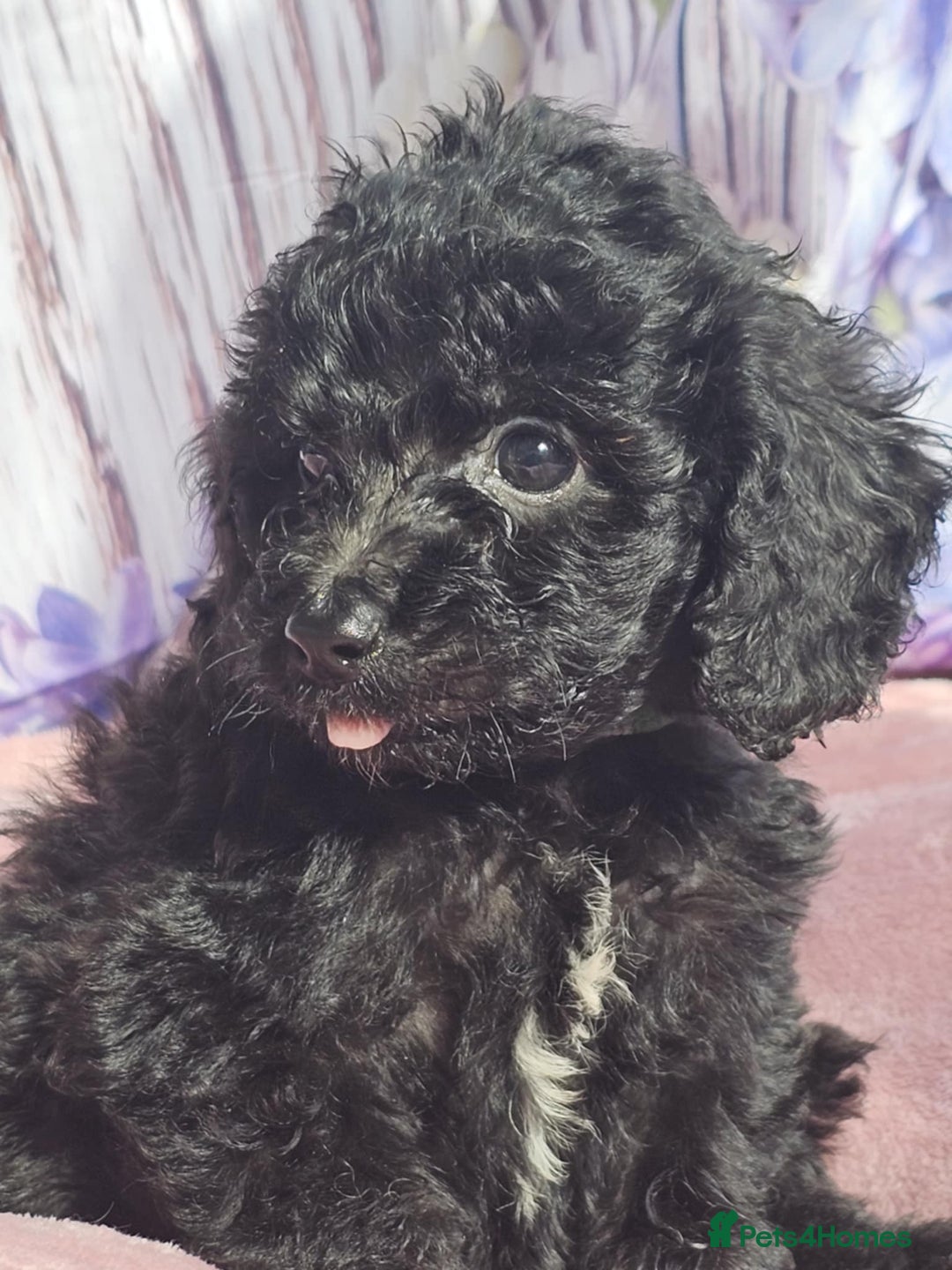 Cockapoo dogs for sale: sable & phantom & tri colour cockapoo puppies  - Image 36