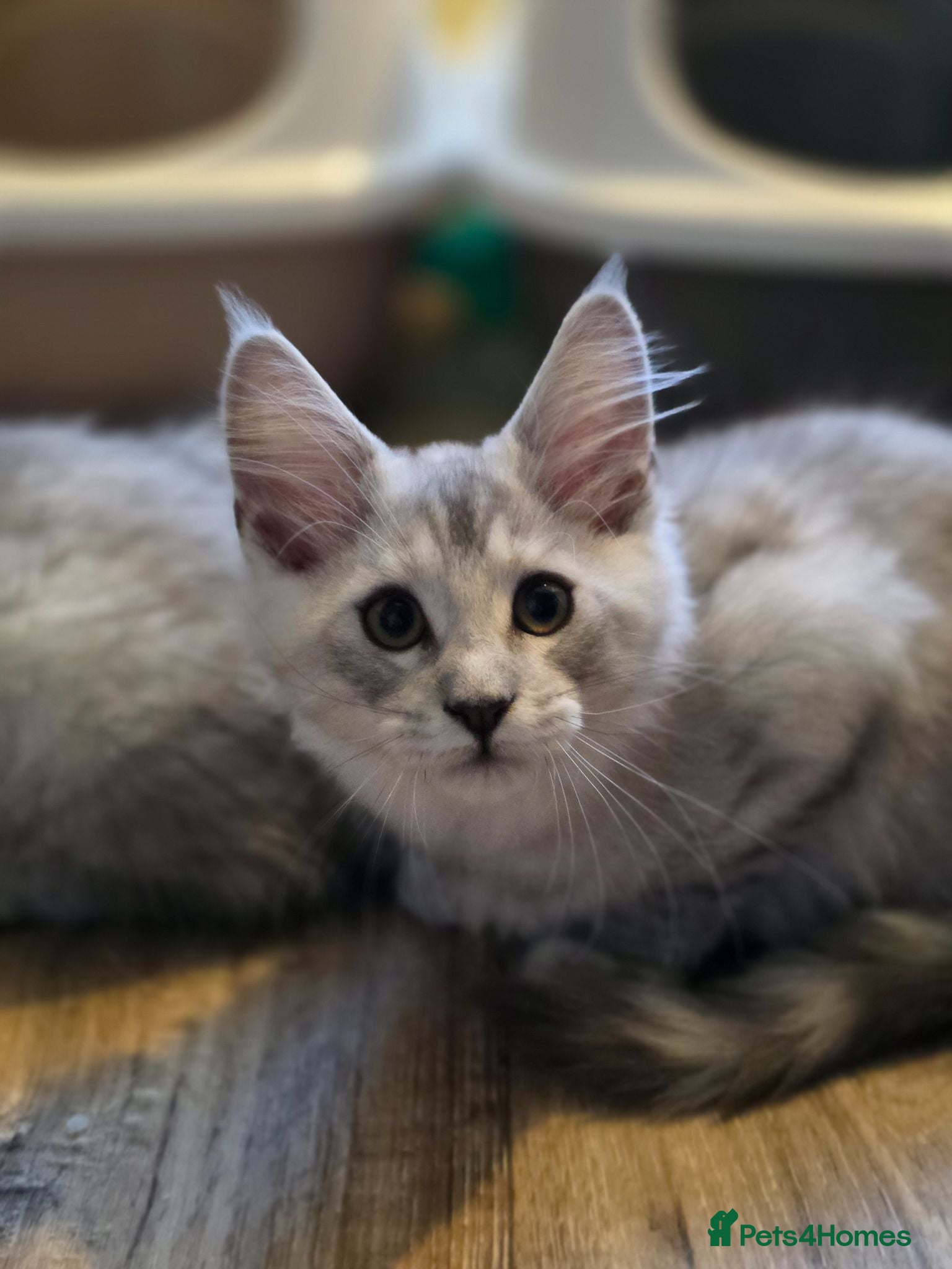 Maine Coon cats Pedigree Pure TICA Registered Maine Coon Kittens - Advert 1