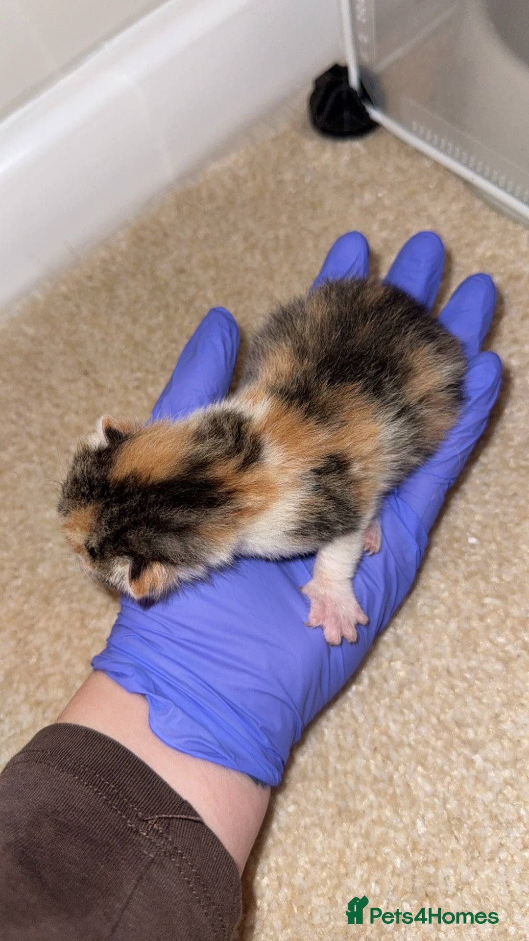 Domestic Shorthair cats for sale: 5 kittens available  - Advert 4