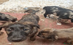 Mixed Breed dogs for sale: Stunning rough coated lurchers - Image 14