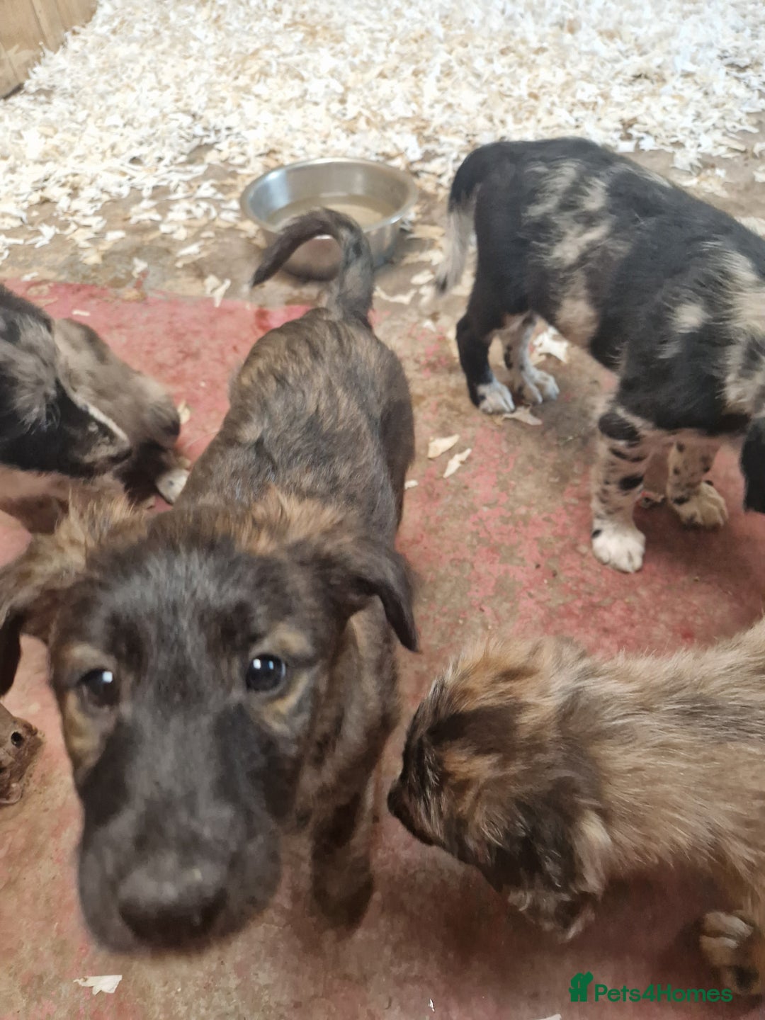 Mixed Breed dogs for sale: Stunning rough coated lurchers - Image 14
