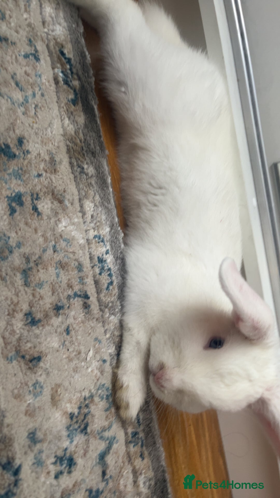 New Zealand rabbits for sale: rabbit for sale - Image 2
