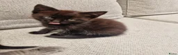 Mixed Breed cats for sale: Gorgous grey kittens - Advert 4
