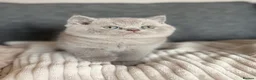 British Shorthair cats for sale: British Shorthair Boy - Advert 18