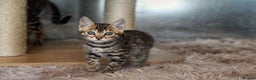 Bengal cats for sale: 🤎 WORLD CLASS BENGALS 🤎 - Advert 2