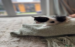 Domestic Shorthair cats for sale: Beautiful kittens, nearly ready for forever homes - Image 3