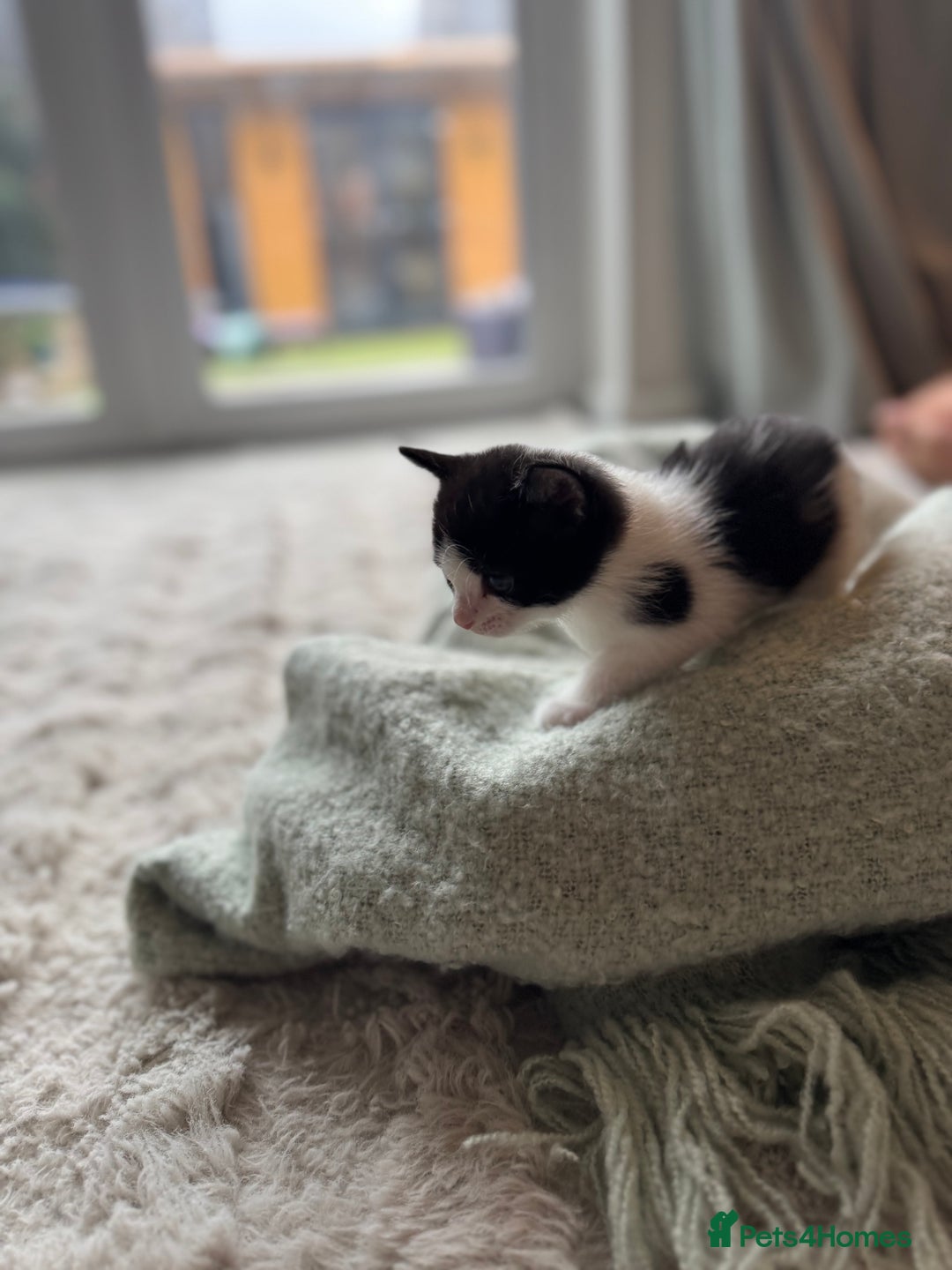 Domestic Shorthair cats for sale: Beautiful kittens, nearly ready for forever homes - Image 3