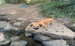 Mixed Breed dogs for sale: Beautiful puppy, seven months old  - Image 3