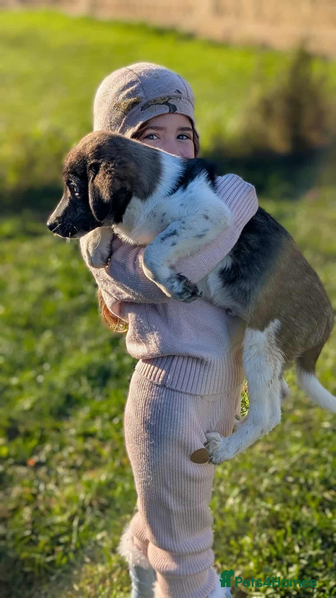 Mixed Breed dogs for adoption: Crumbs for adoption - Advert 5