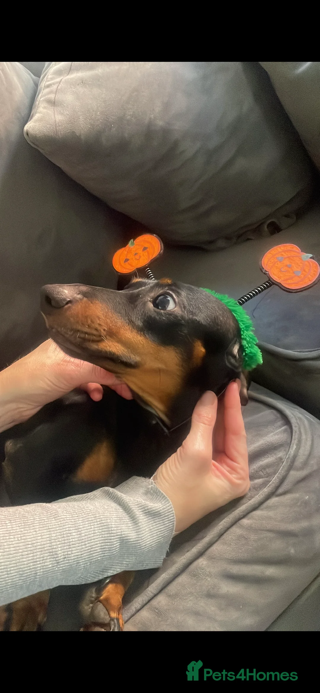 Dachshund dogs for sale: 2 year old Dachshund  - Advert 3