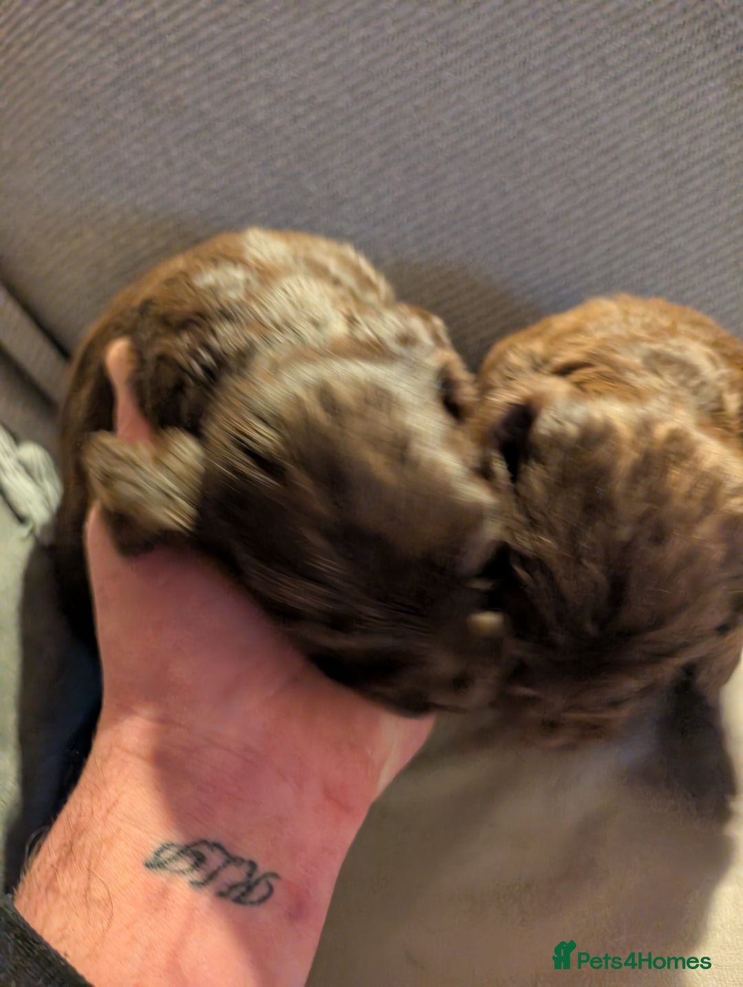 Cocker Spaniel dogs for sale: chocolate cocker spaniels stunning pups - Advert 4