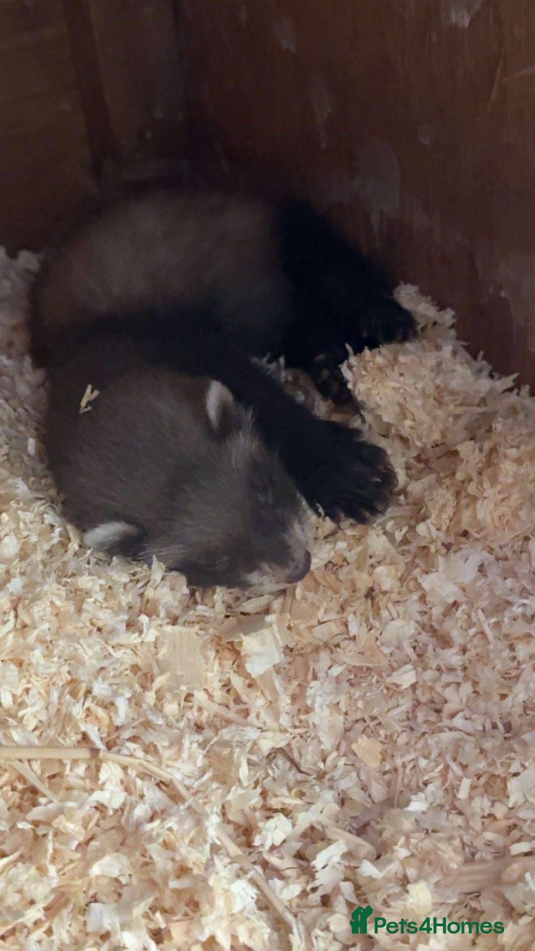 Ferret rodents Ferret - Advert 1