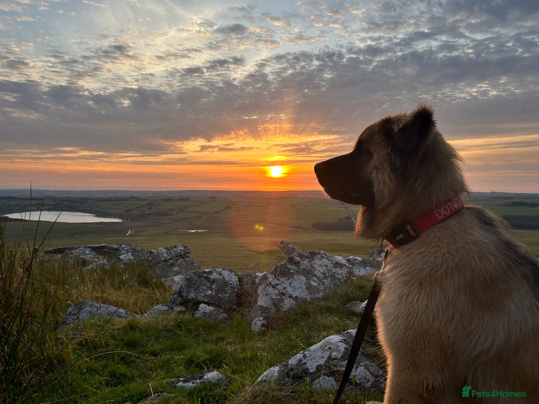 Mixed Breed dogs for sale: Rehoming - female German shepherd x Chow - Image 4