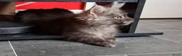 Maine Coon cats for sale: Pedigree Maine Coon Kittens in Manchester  - Advert 12