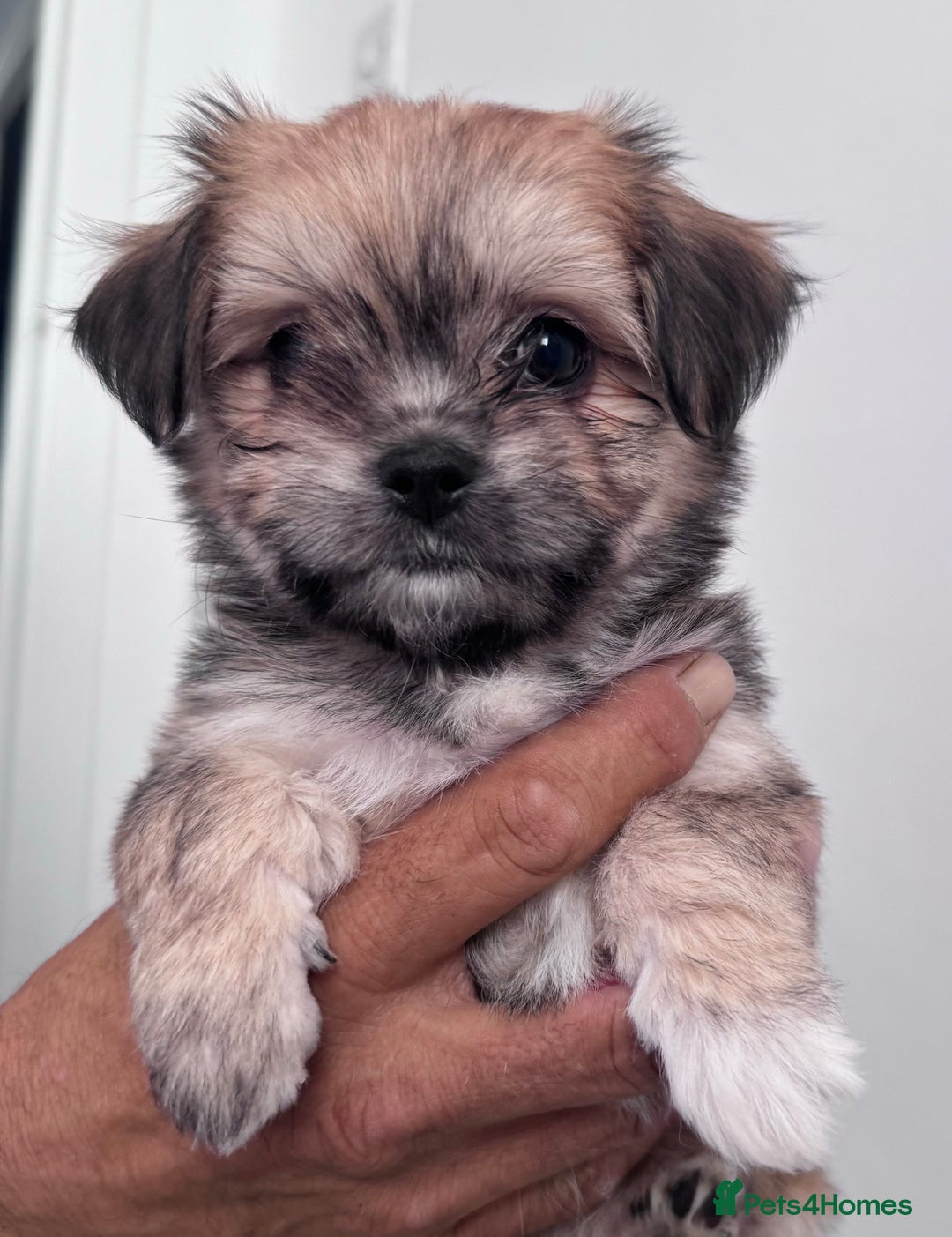 Mixed Breed dogs for sale: Tini Malchi puppies  - Image 13