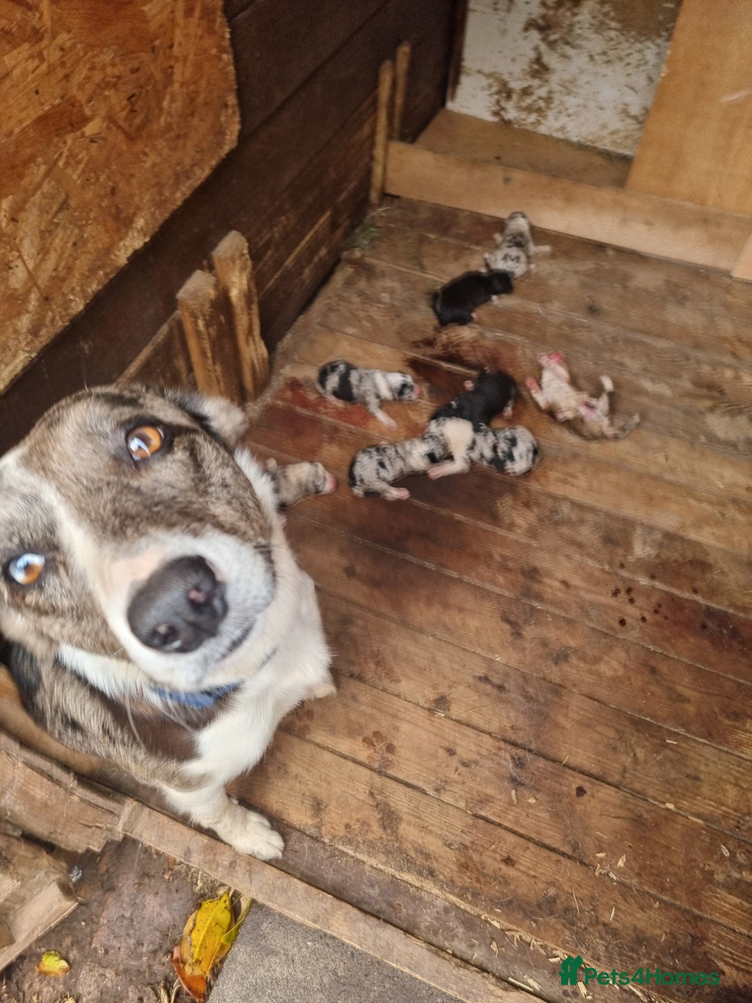 Border Collie dogs for sale: Red, and blue merle, tri, b/w collies farm reared - Image 25