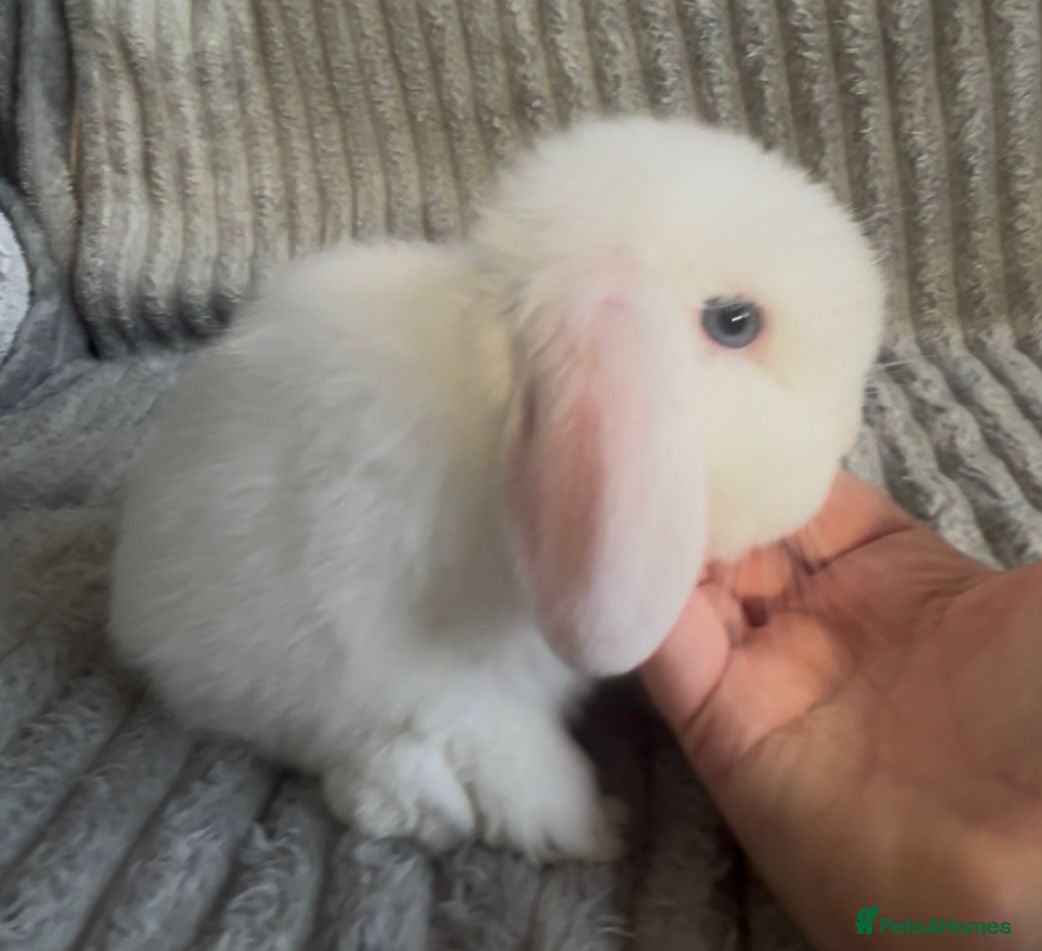 Mini Lop rabbits Beautiful mini lop baby rabbits  - Advert 7
