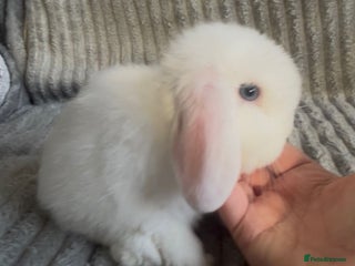 Mini Lop rabbits Beautiful mini lop baby rabbits - Advert 4