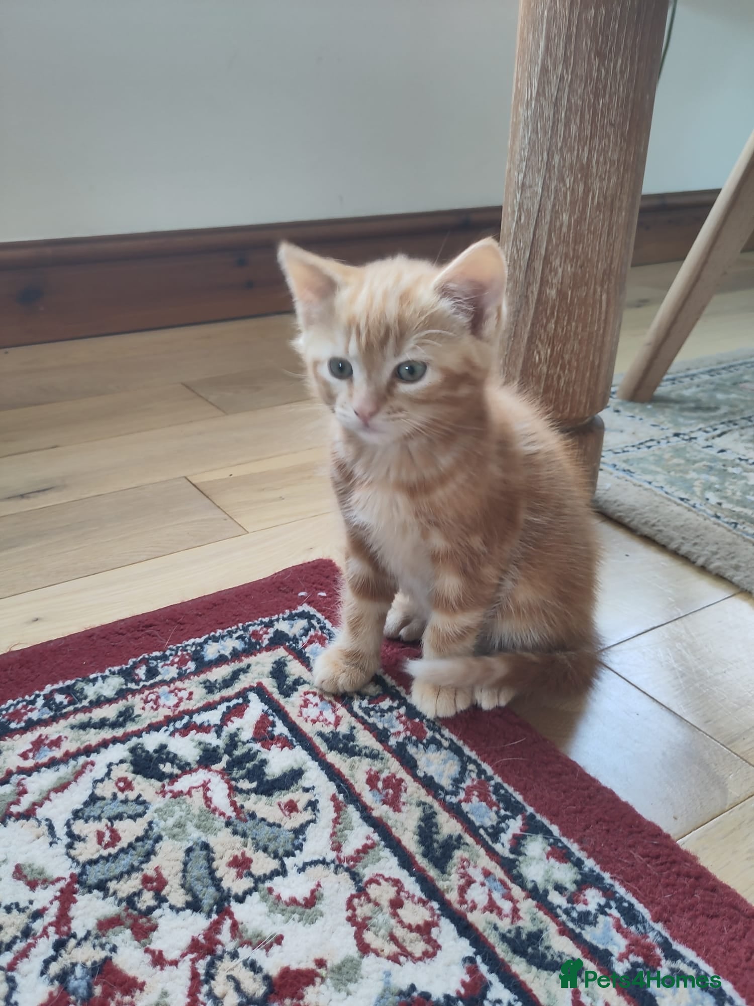 Mixed Breed cats for sale: Three home reared kittens available  - Advert 3