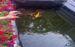 Koi Carp fish for sale: Koi carp  - Image 3