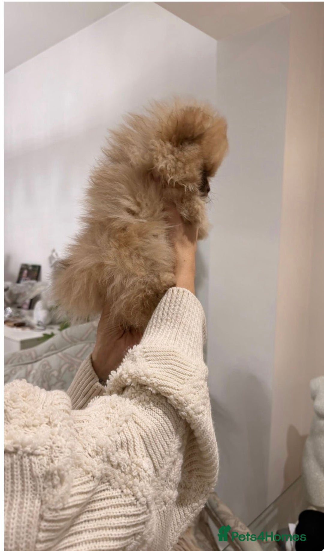 Pomeranian dogs for stud: 1.6kgPuppysize teddybear lilac and tan Pomeranian  - Advert 8