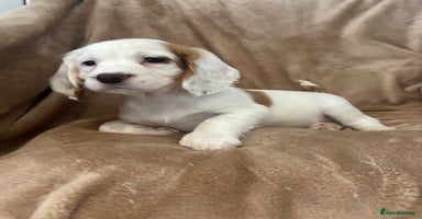 Cocker Spaniel dogs - Advert 6