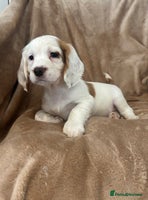 Cocker Spaniel dogs - Advert 9