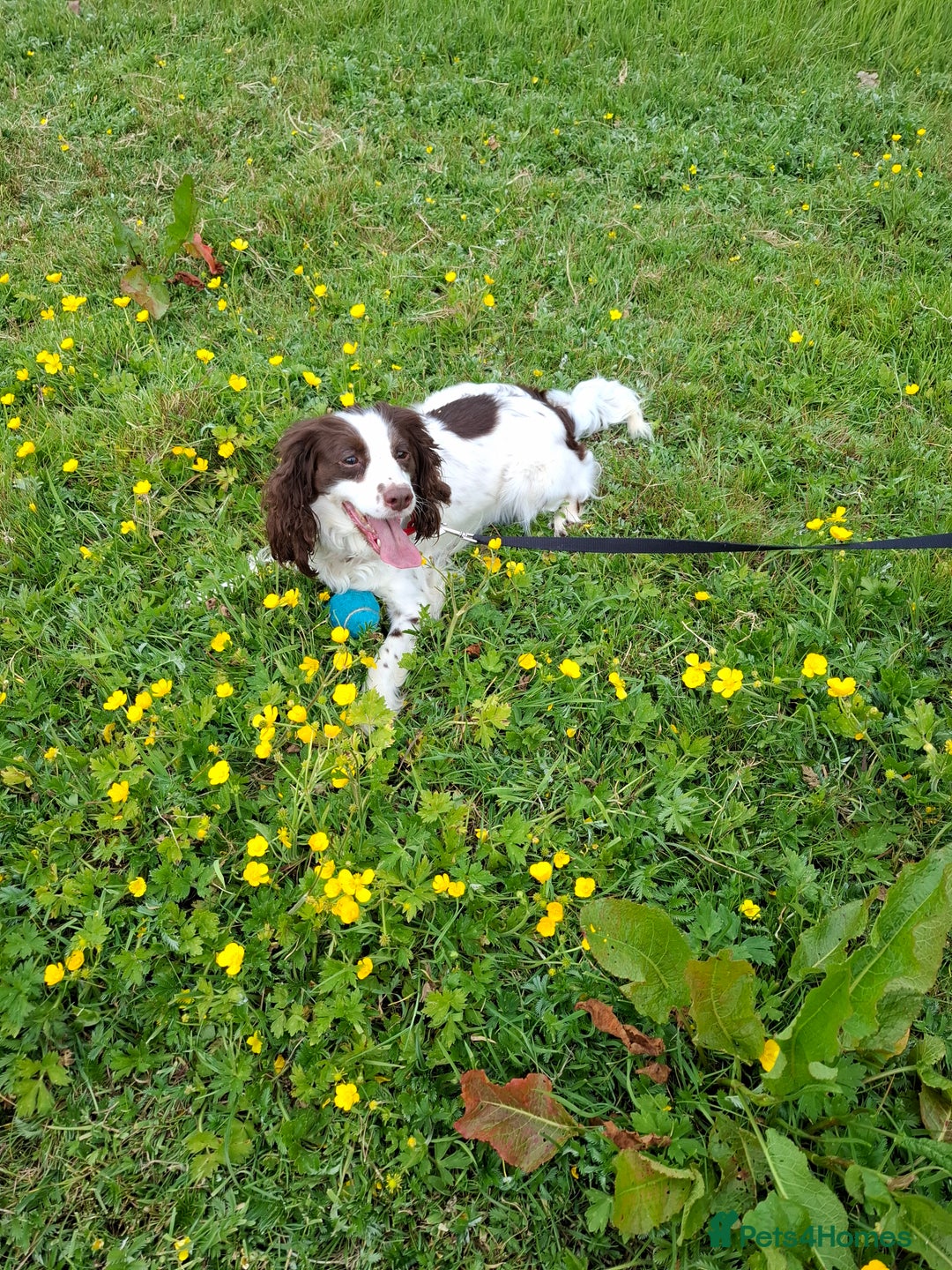 Cockapoo dogs for sale: Beautiful Cockapoo Puppies For Sale  - Image 15