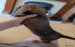 Miniature Dachshund dogs for sale: 2 gorgeous Miniatures available - Image 4