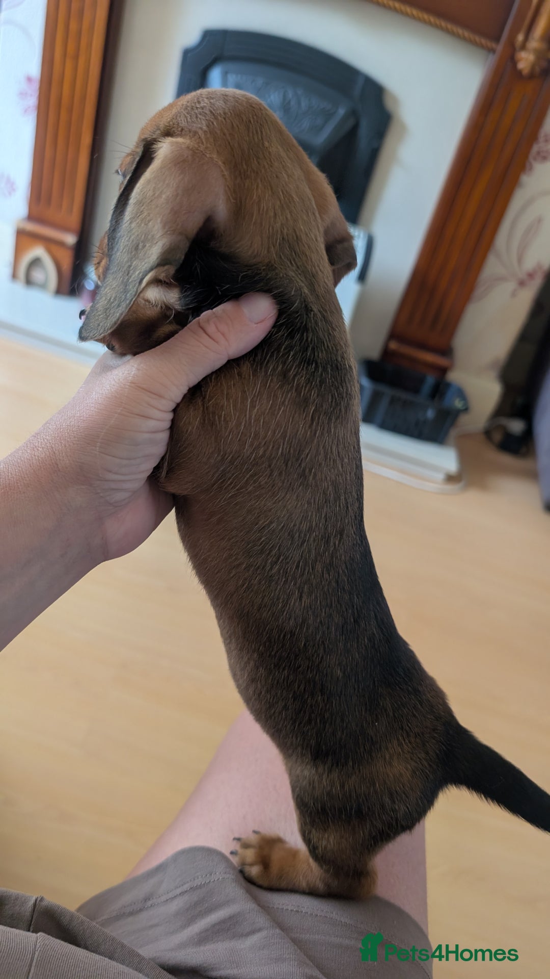 Miniature Dachshund dogs for sale: 2 gorgeous Miniatures available - Image 4
