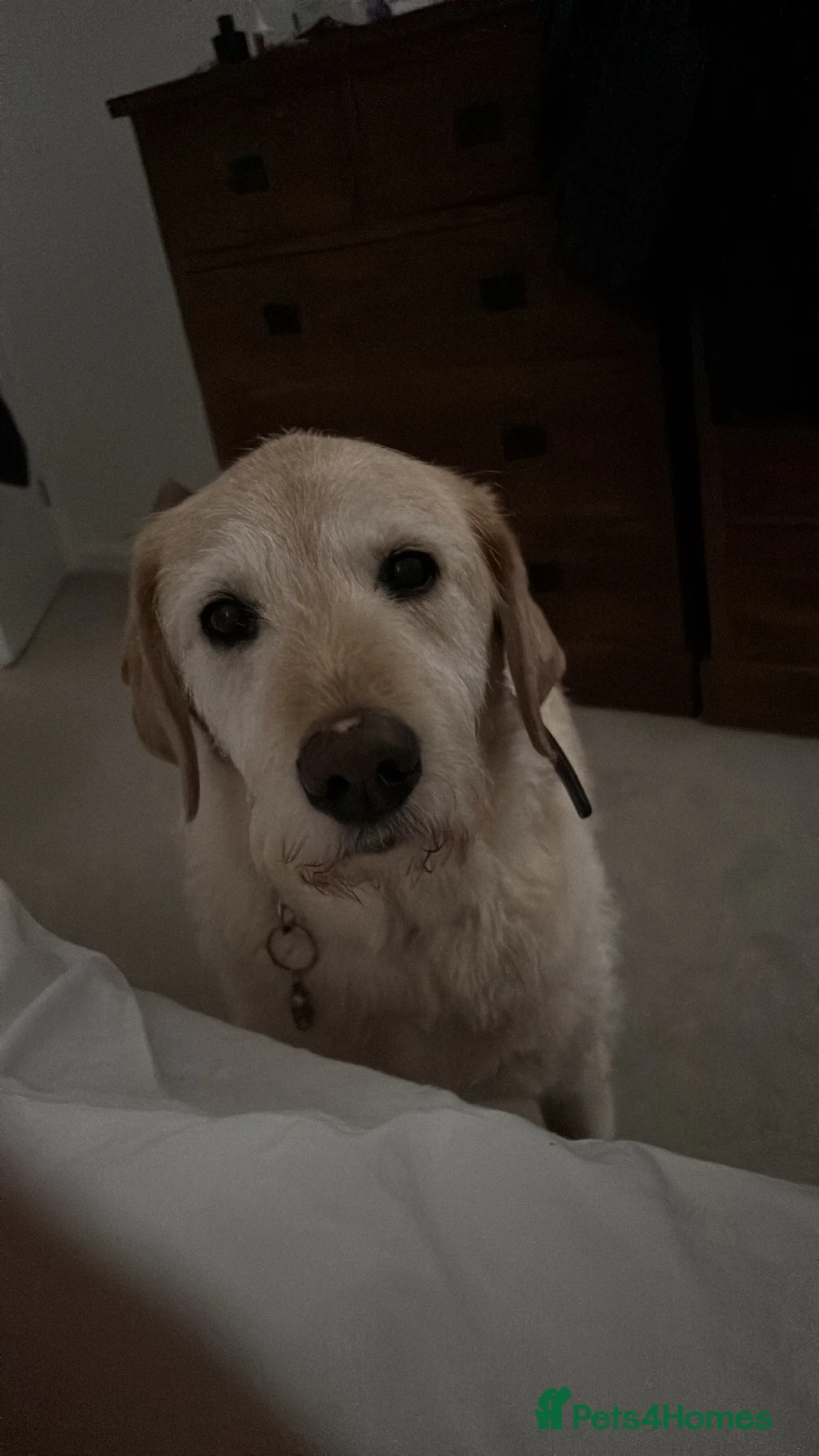 Labrador Retriever dogs for sale: Harry the Labrador - Advert 7