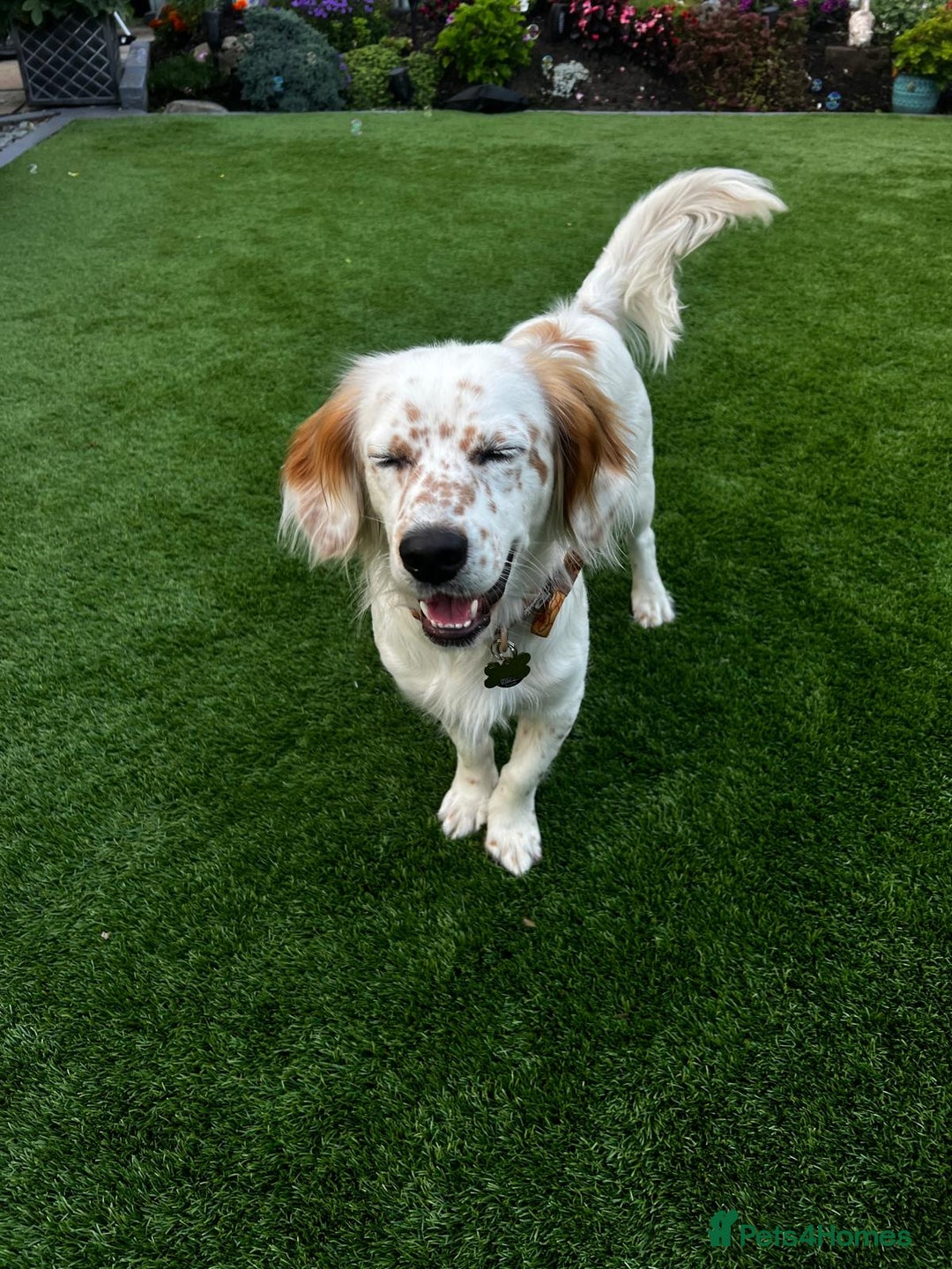 Mixed Breed dogs for adoption: Lilo  - Image 10