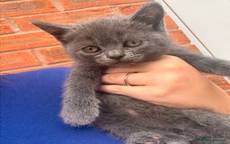 British Shorthair cats for sale: BEAUTIFUL BSH MALE KITTENS READY NOW🐾✨ - Image 7