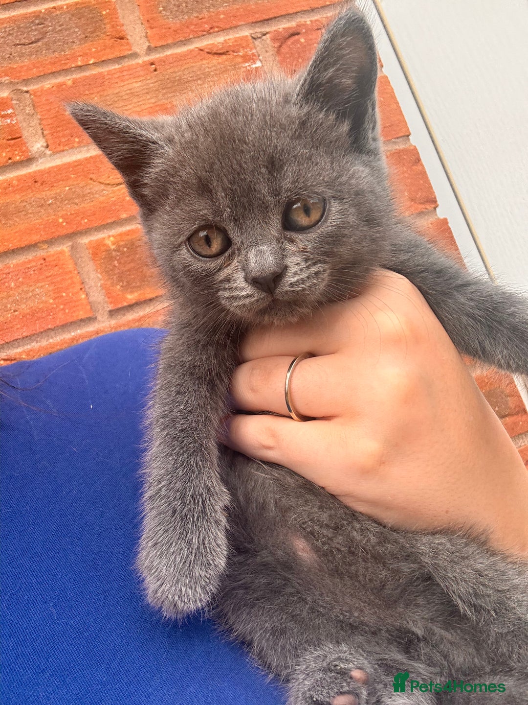 British Shorthair cats for sale: BEAUTIFUL BSH MALE KITTENS READY NOW🐾✨ - Image 7