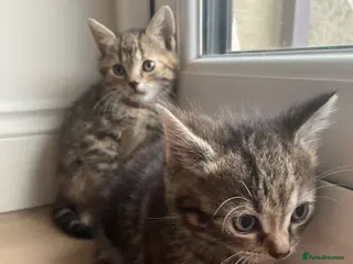 British Shorthair cats Tabby kittens for sale - Advert 17